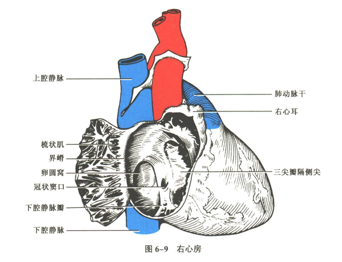 循环系统