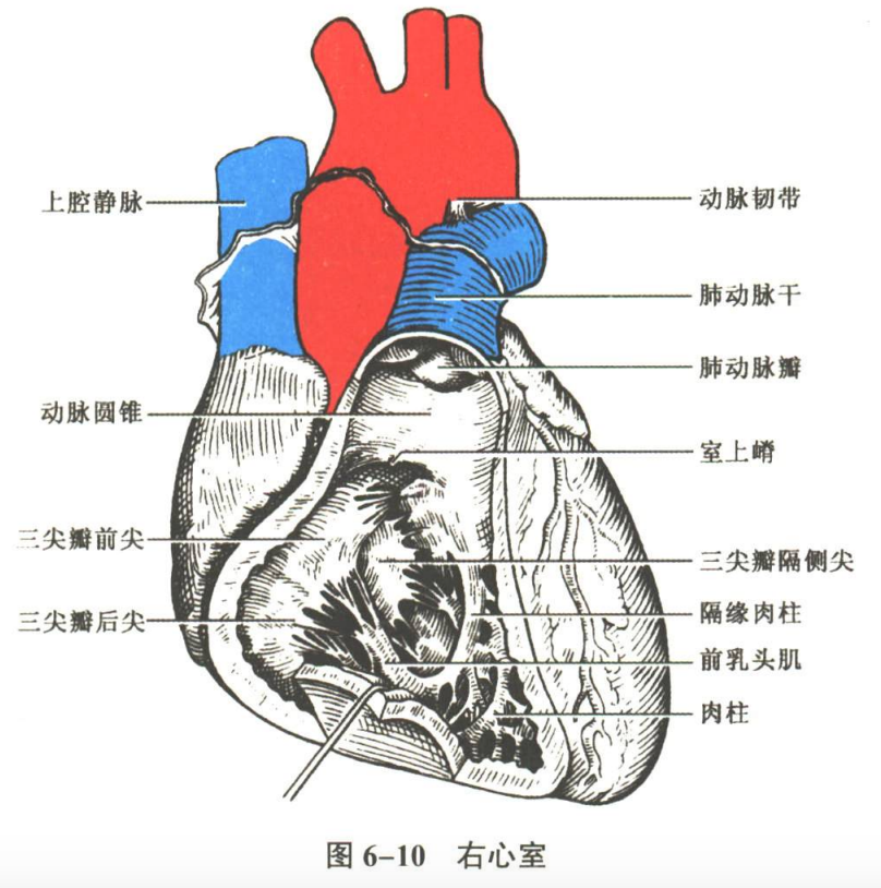 循环系统