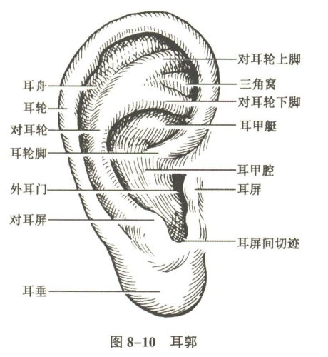 感觉器