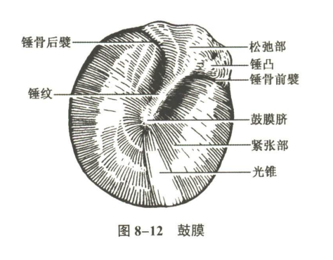 感觉器