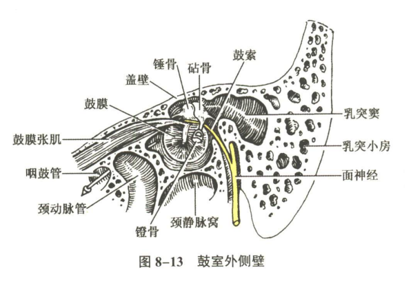 感觉器