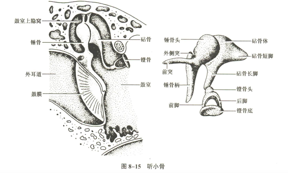 感觉器