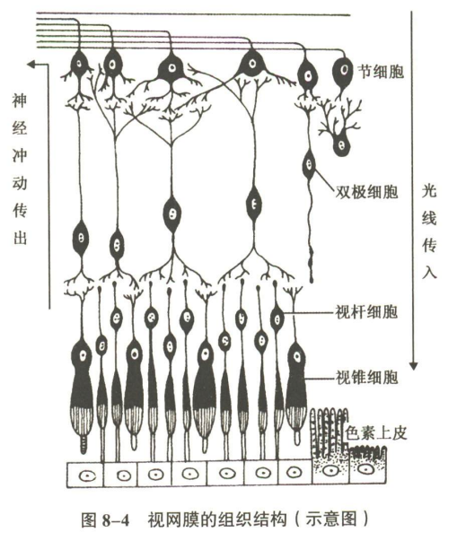 感觉器