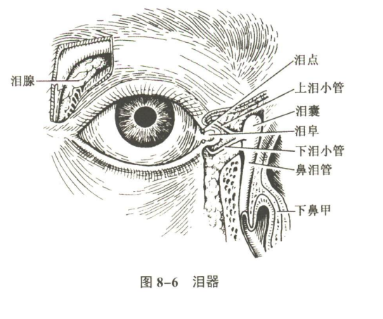 感觉器