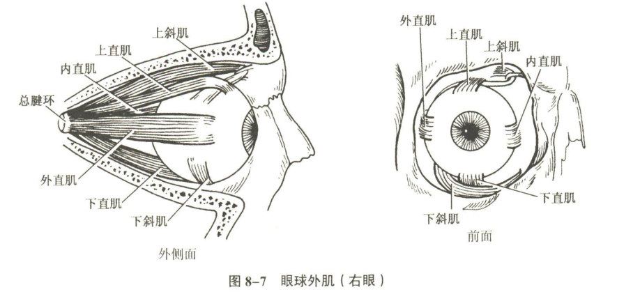 感觉器