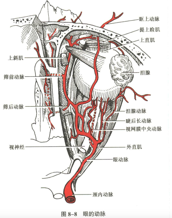 感觉器