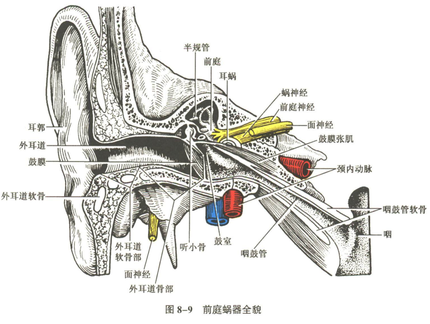 感觉器