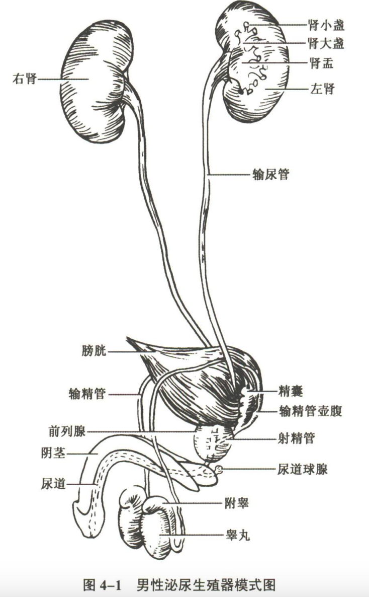呼吸系统