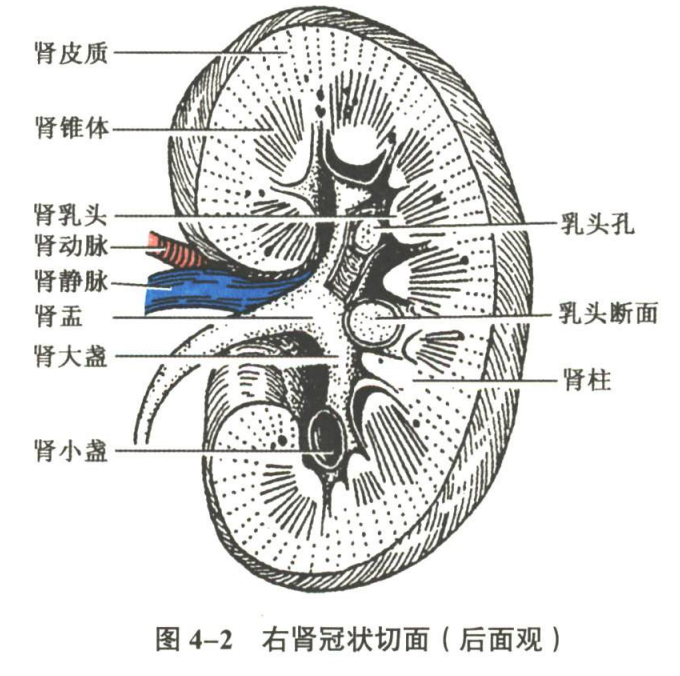 呼吸系统