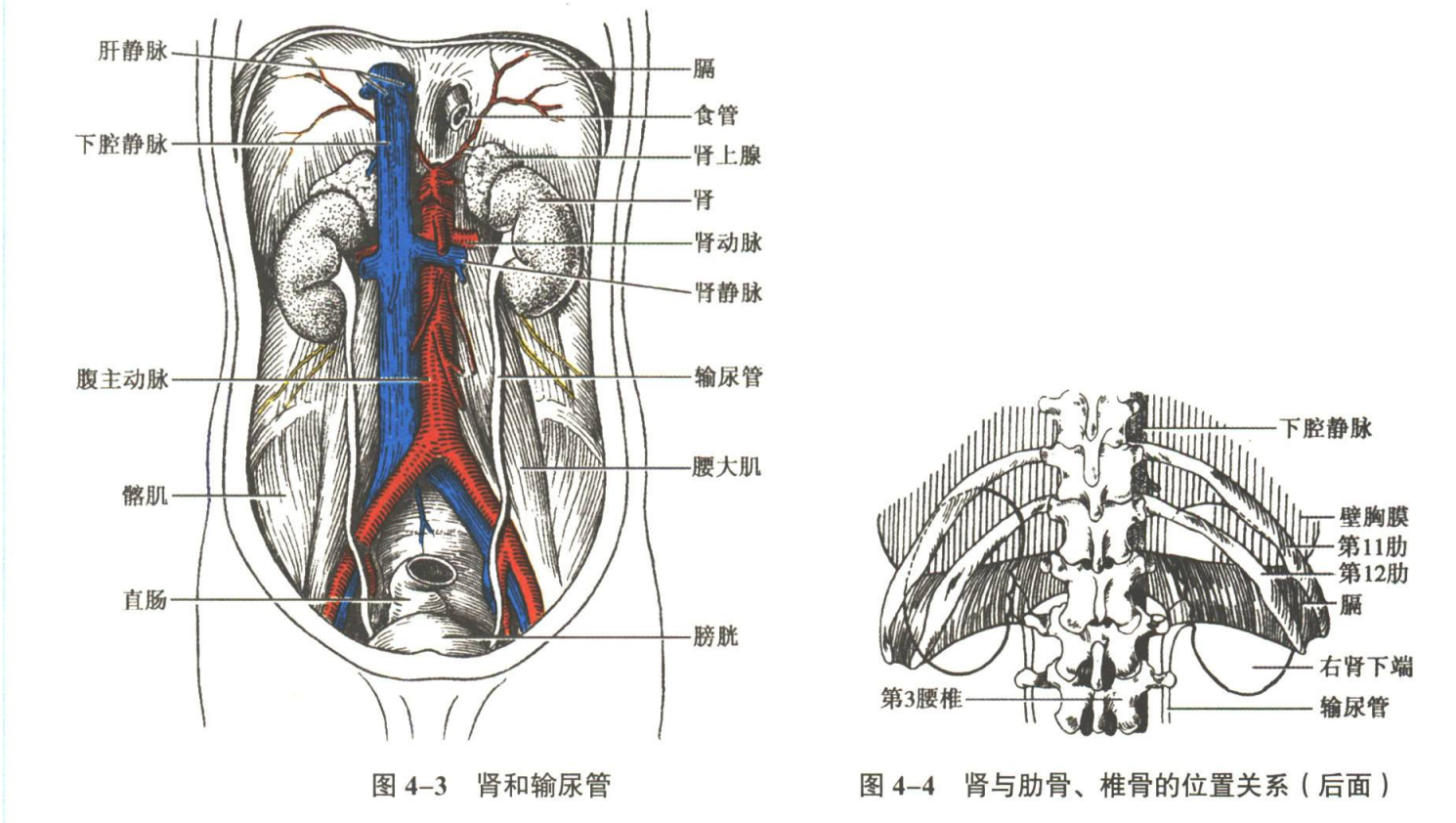 呼吸系统