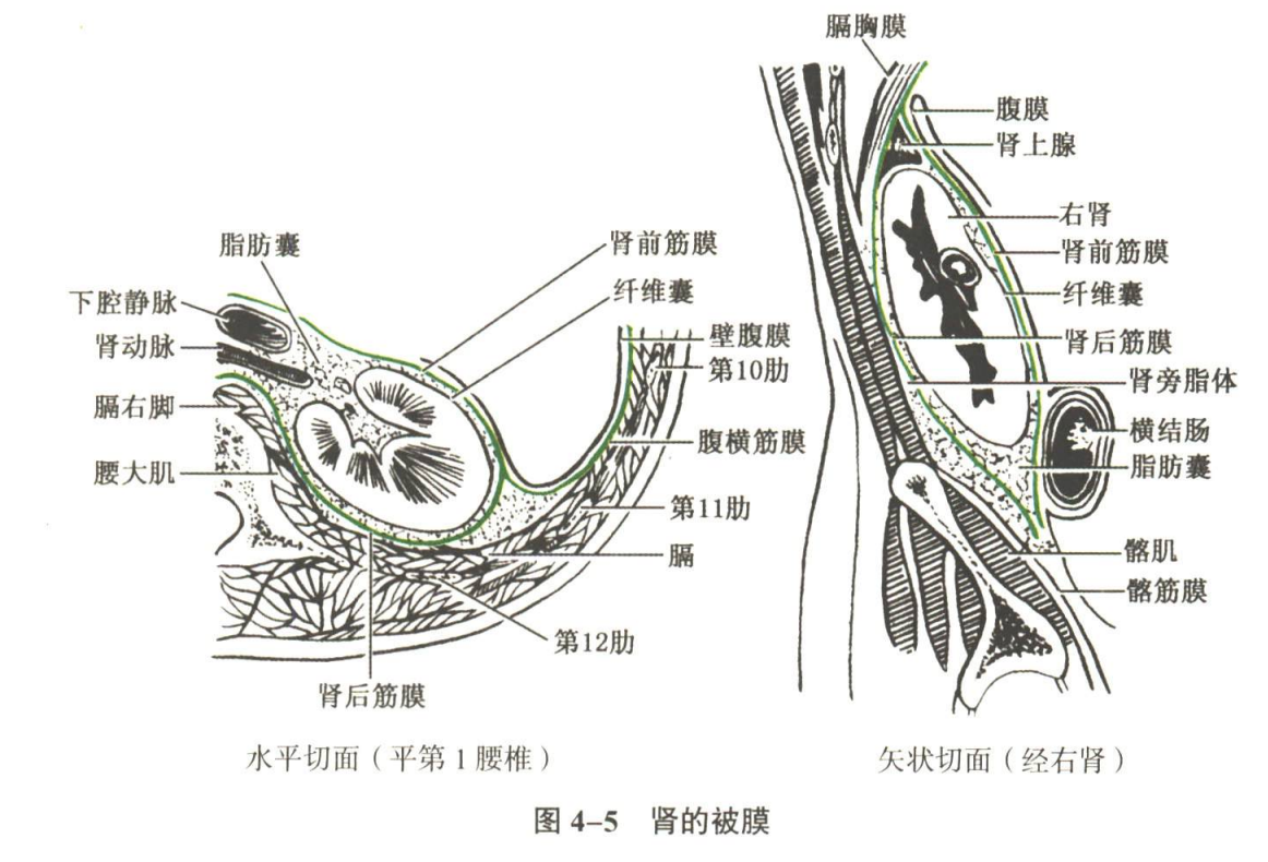 呼吸系统