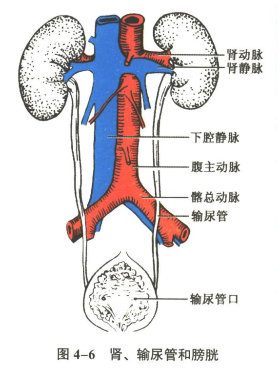 呼吸系统