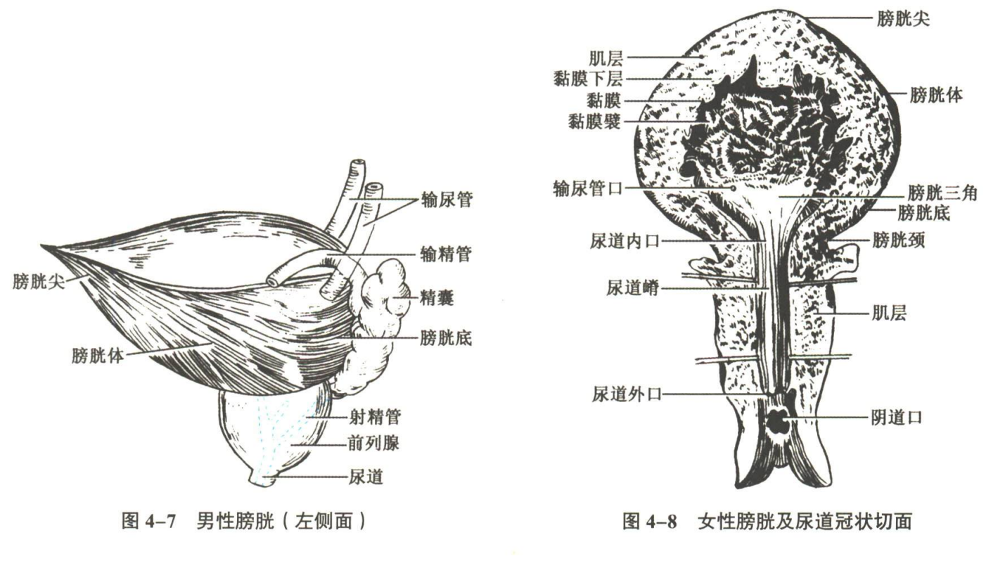 呼吸系统