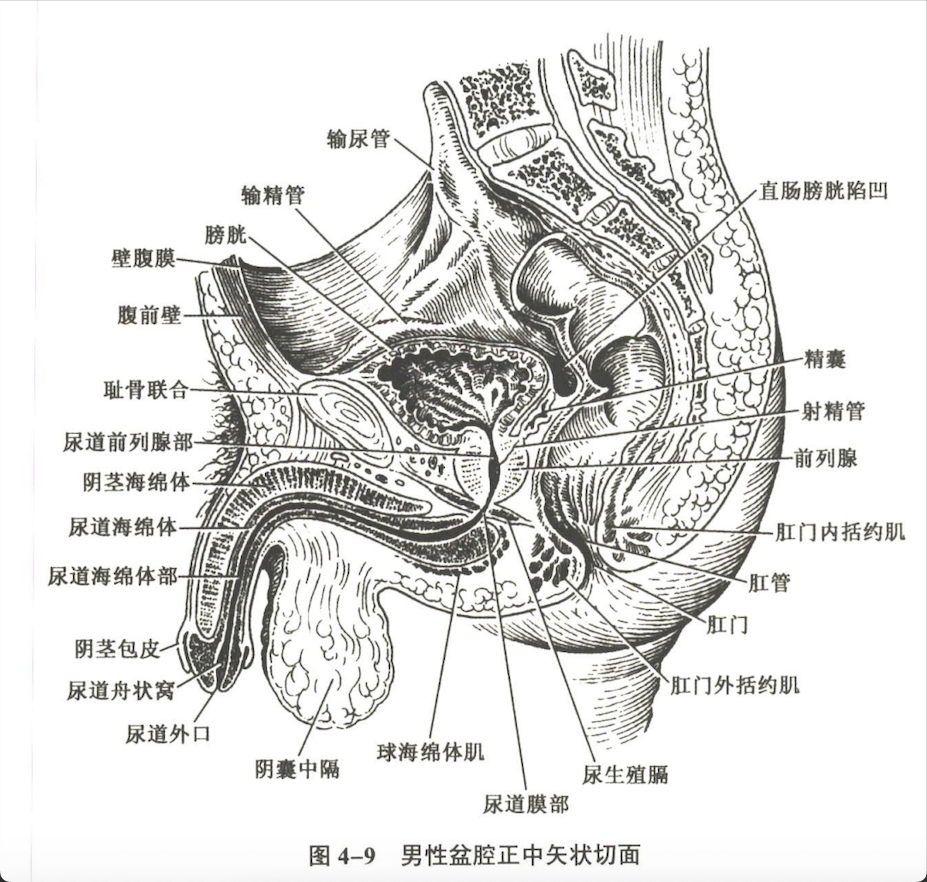 泌尿系统