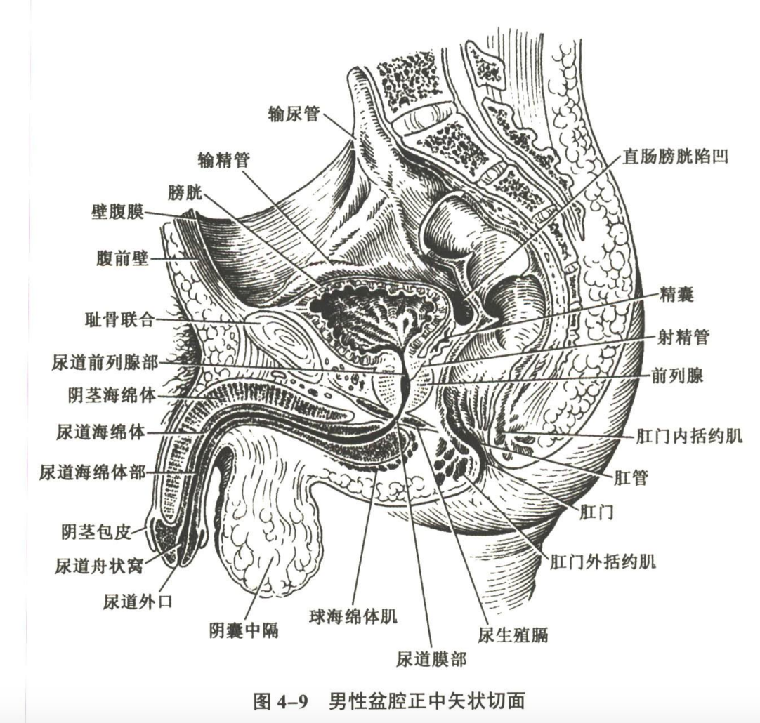 呼吸系统