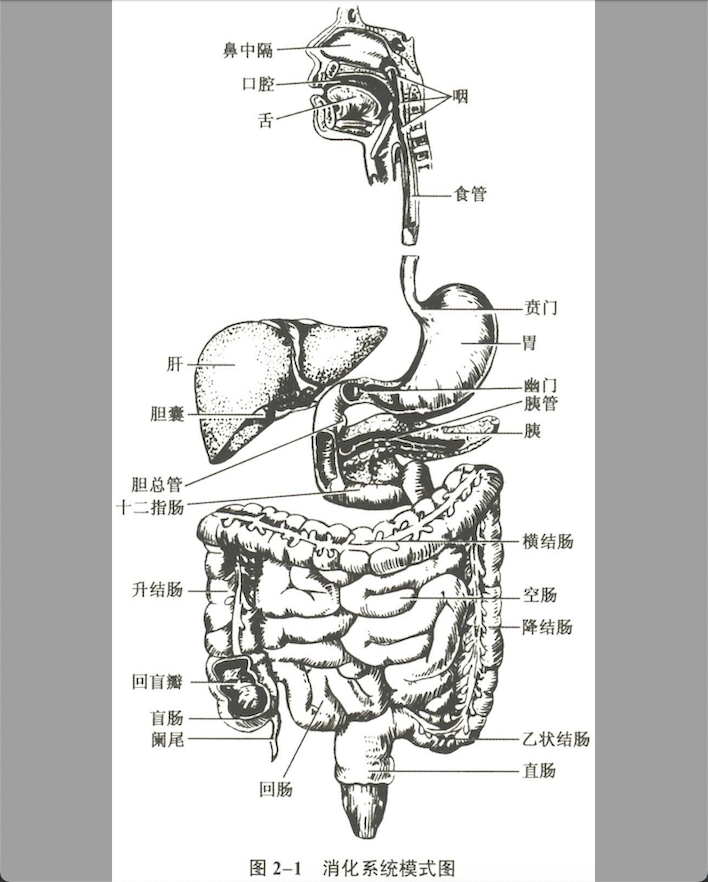 消化系统