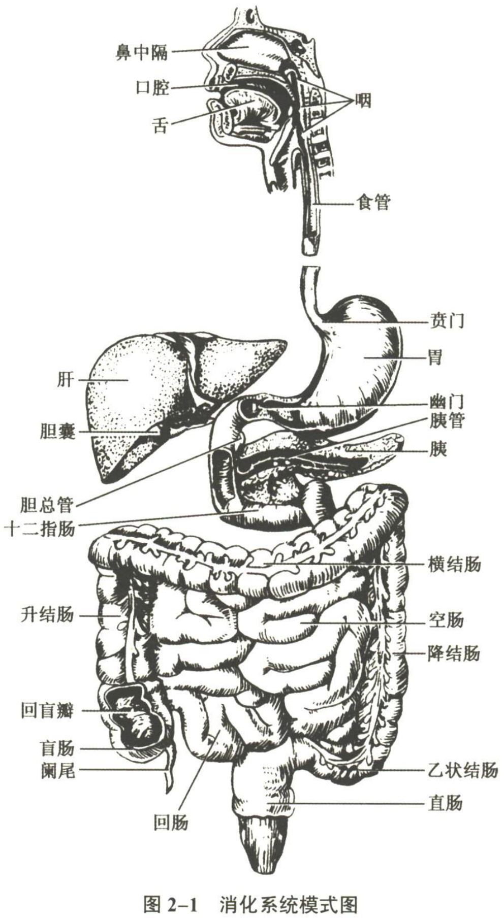 消化系统