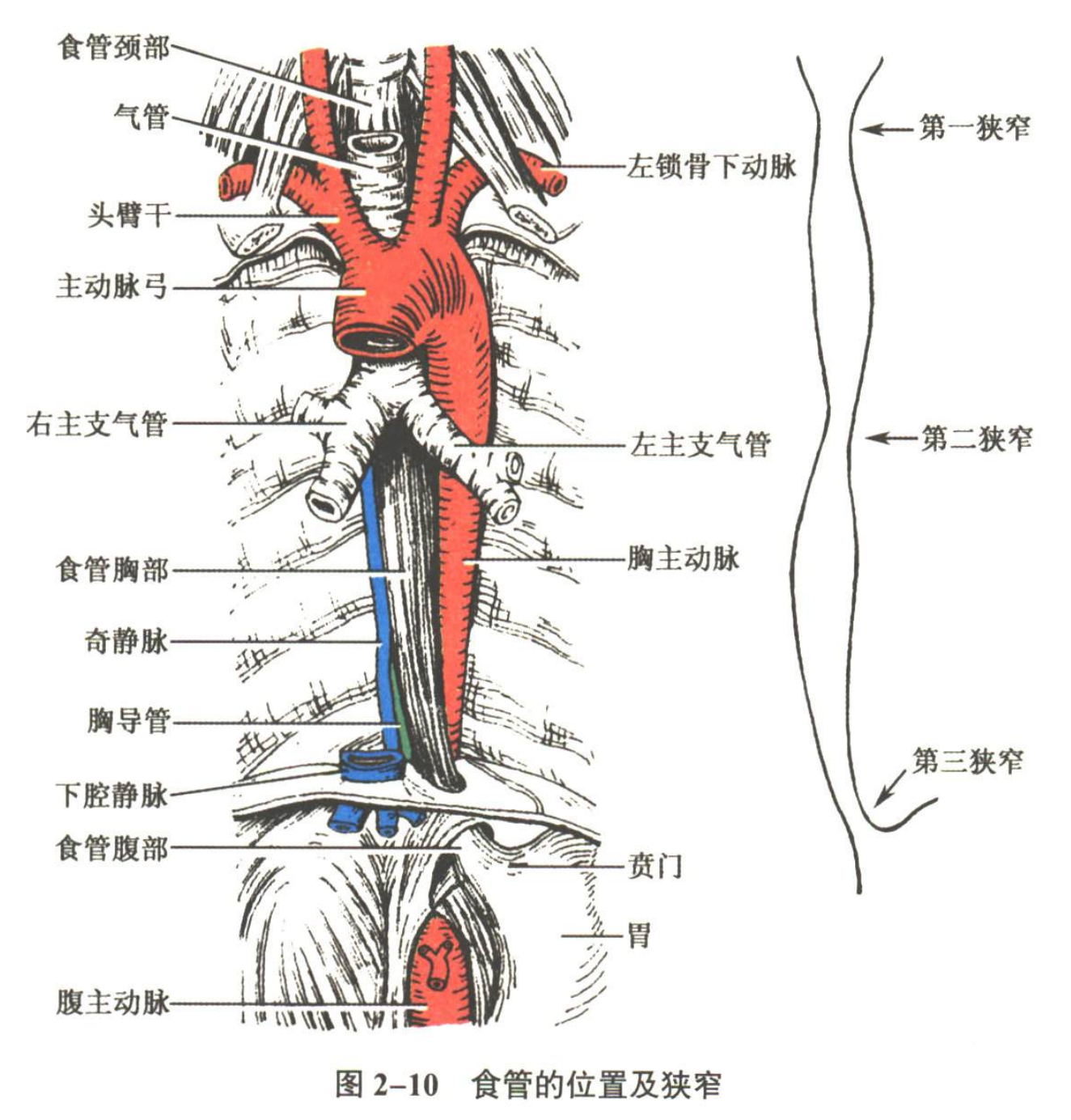 消化系统