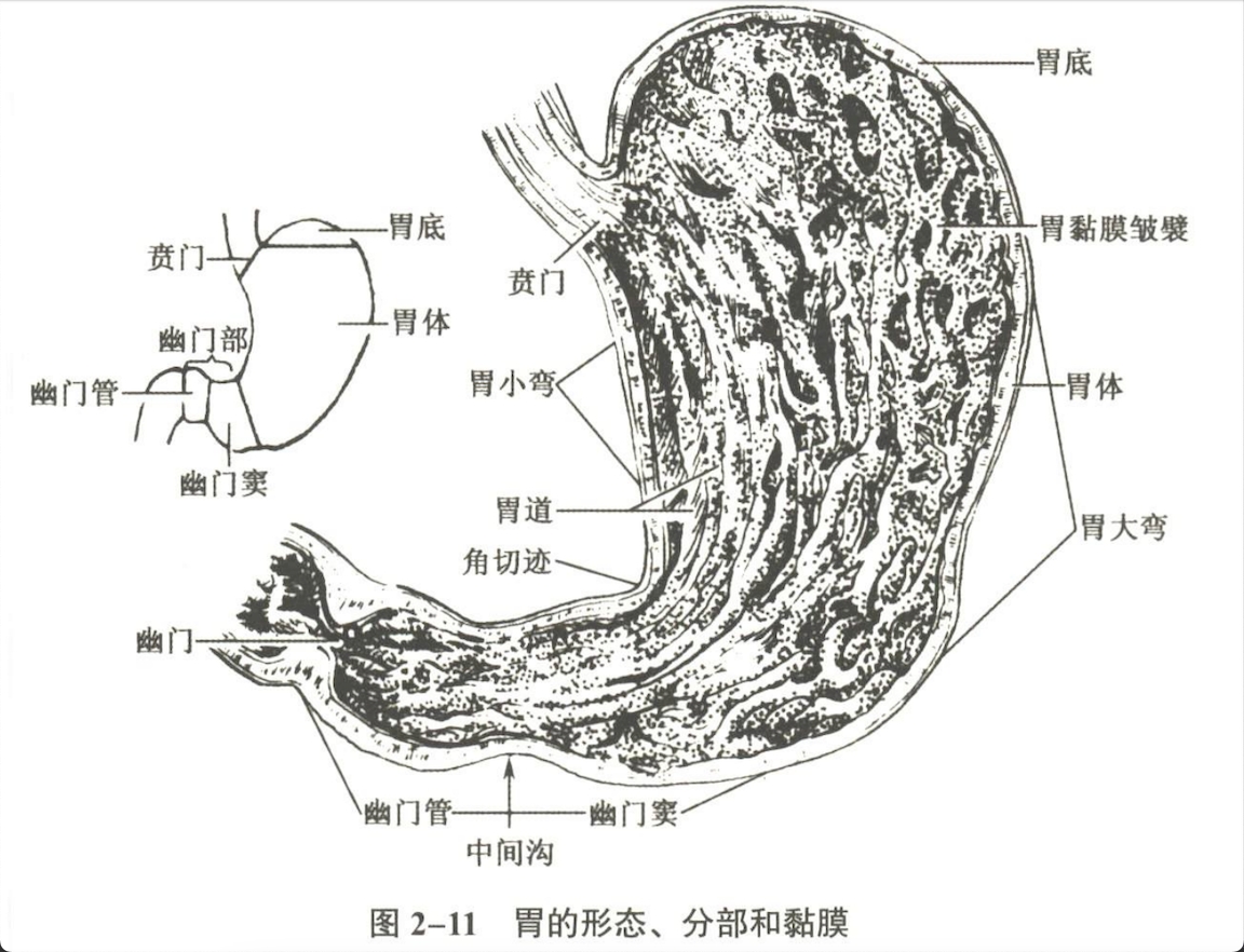 消化系统