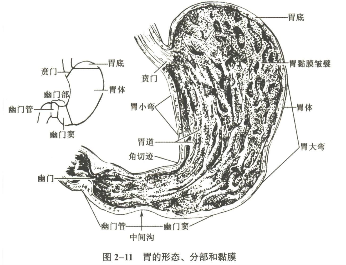 消化系统