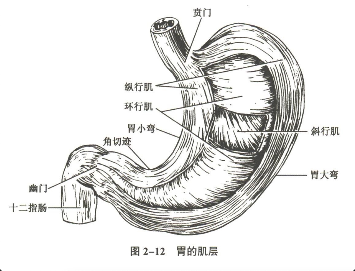消化系统