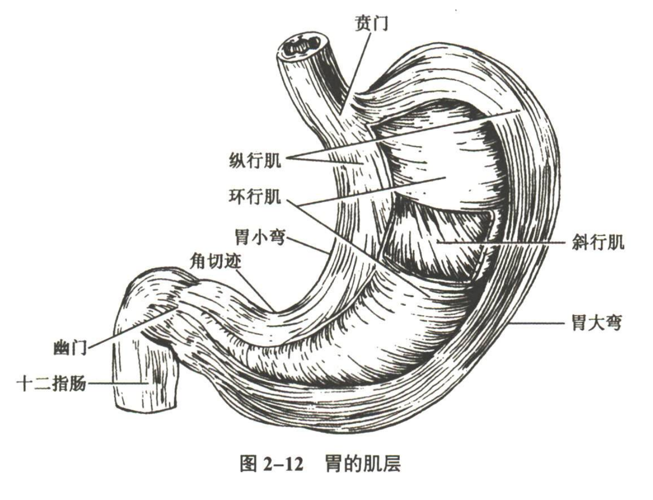 消化系统