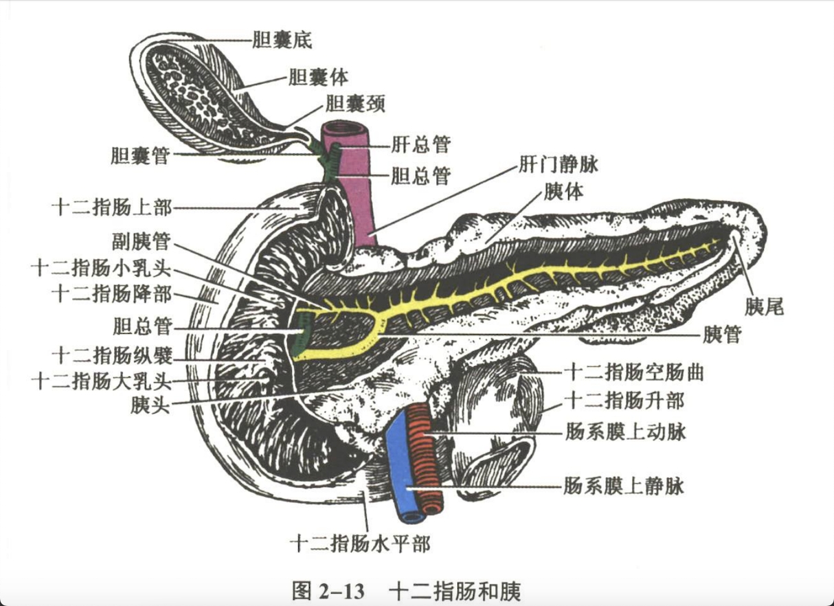 消化系统