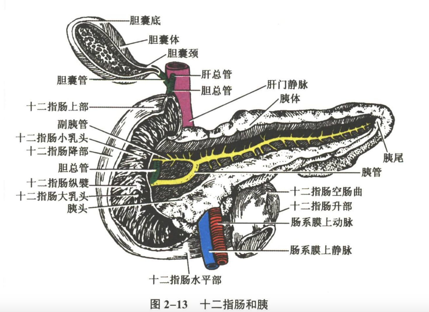 消化系统
