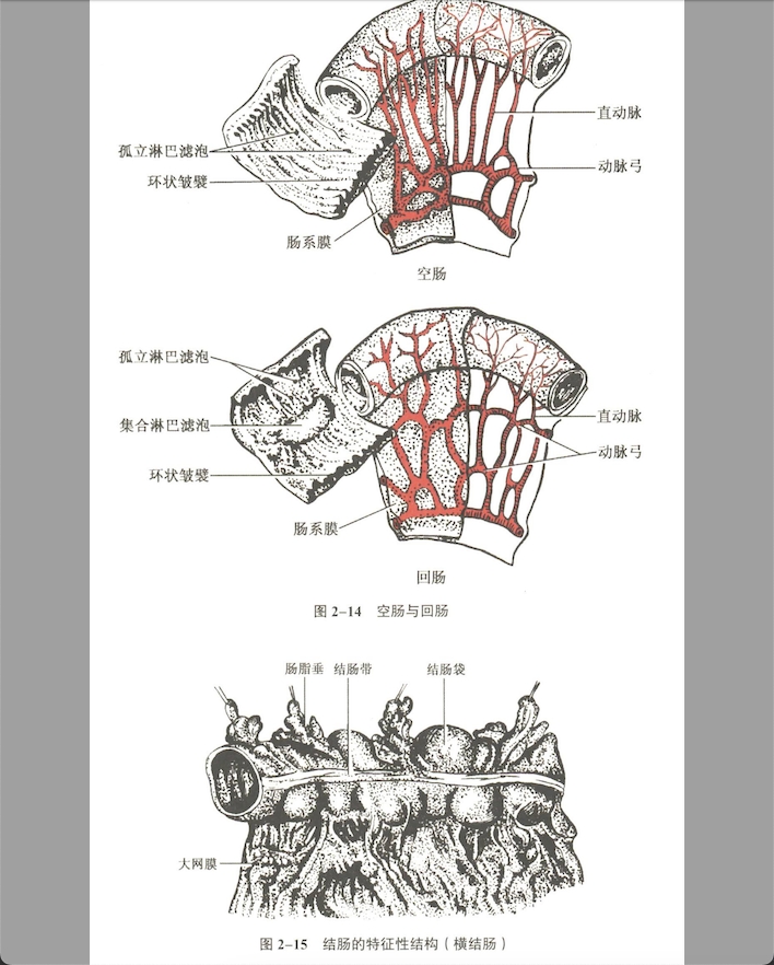 消化系统