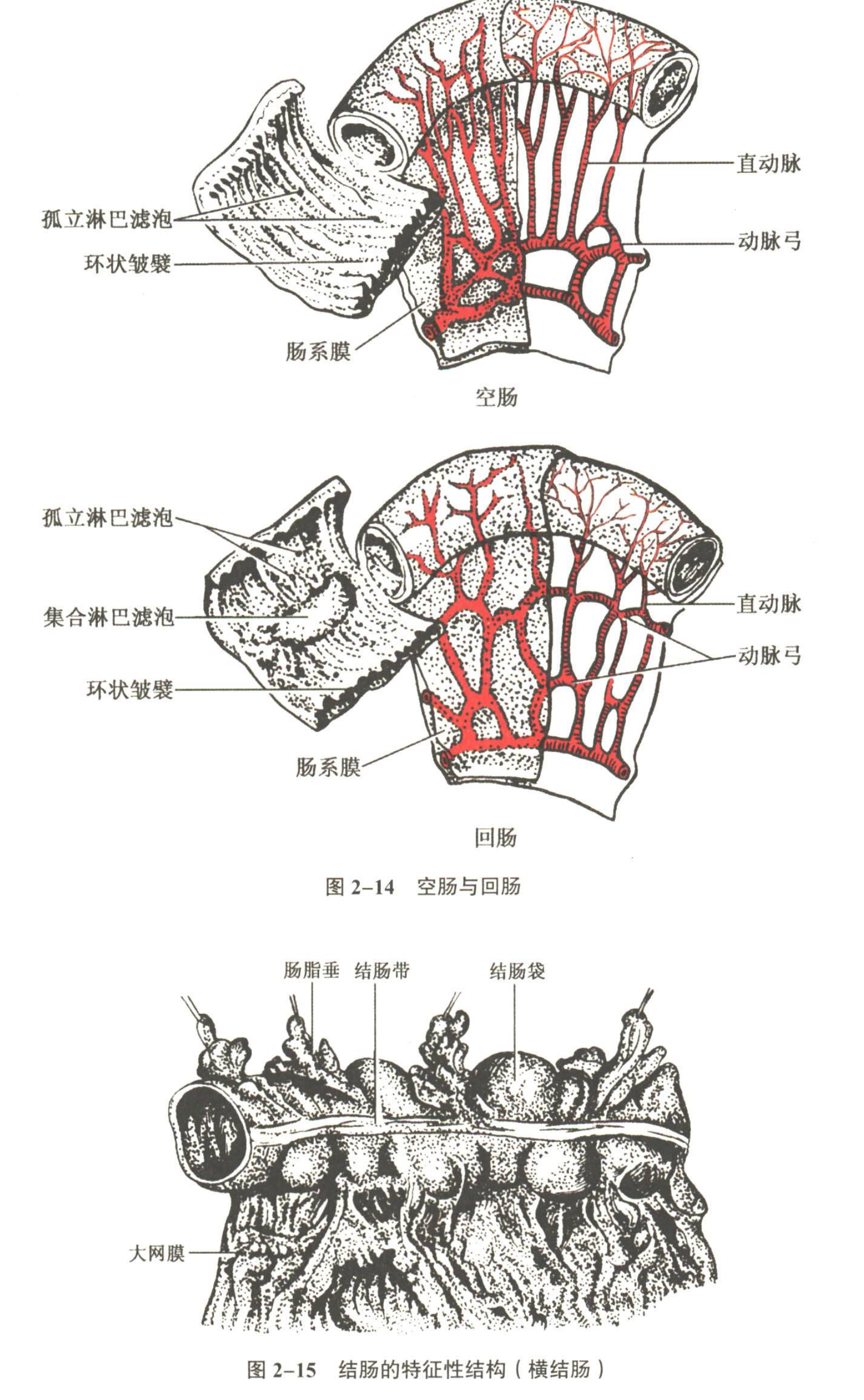 消化系统