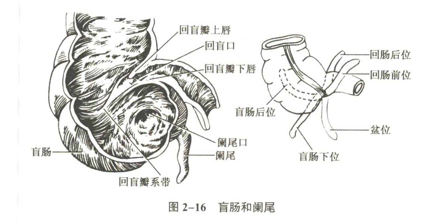消化系统
