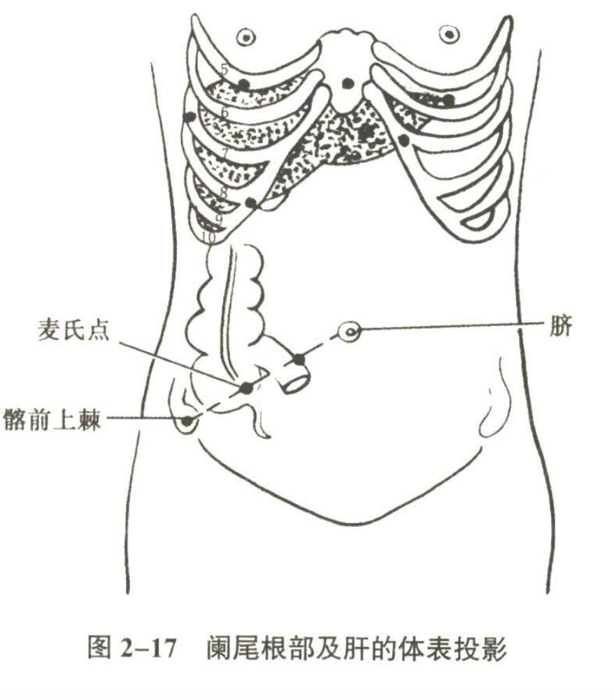 消化系统