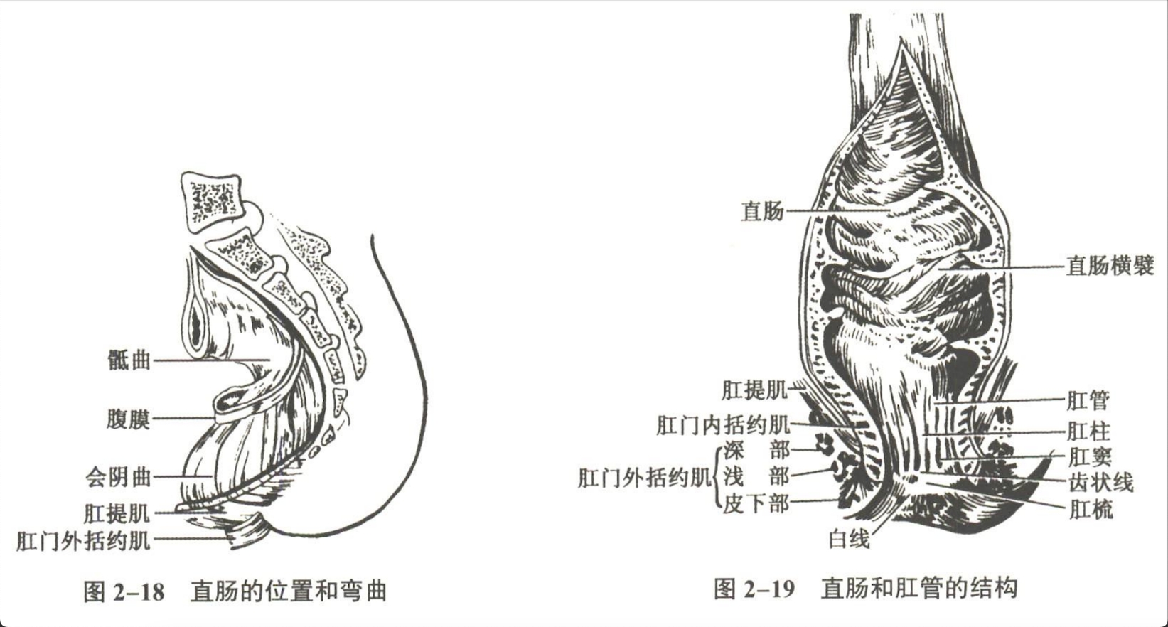 消化系统