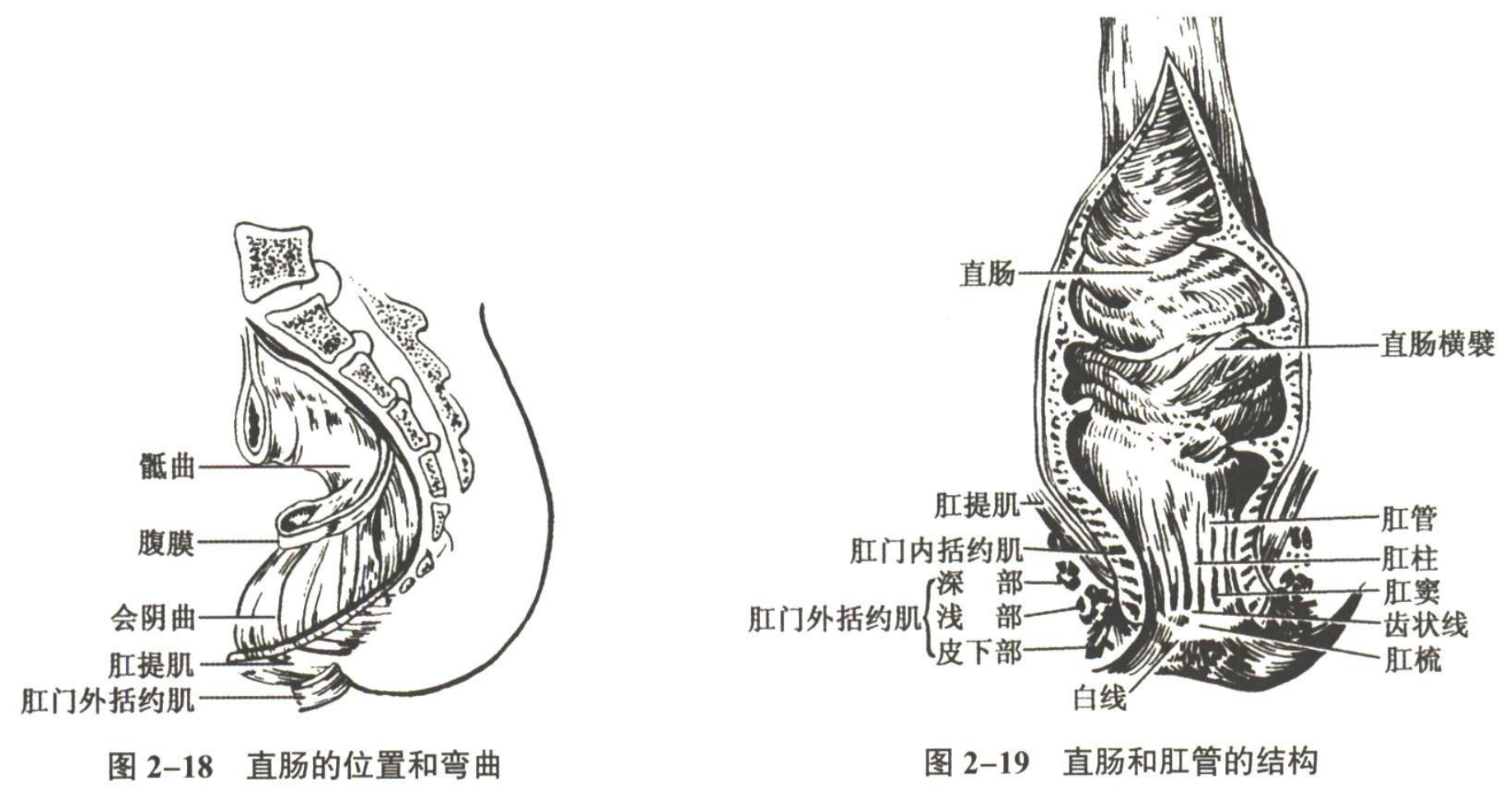 消化系统