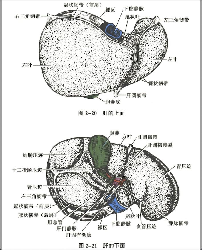 消化系统