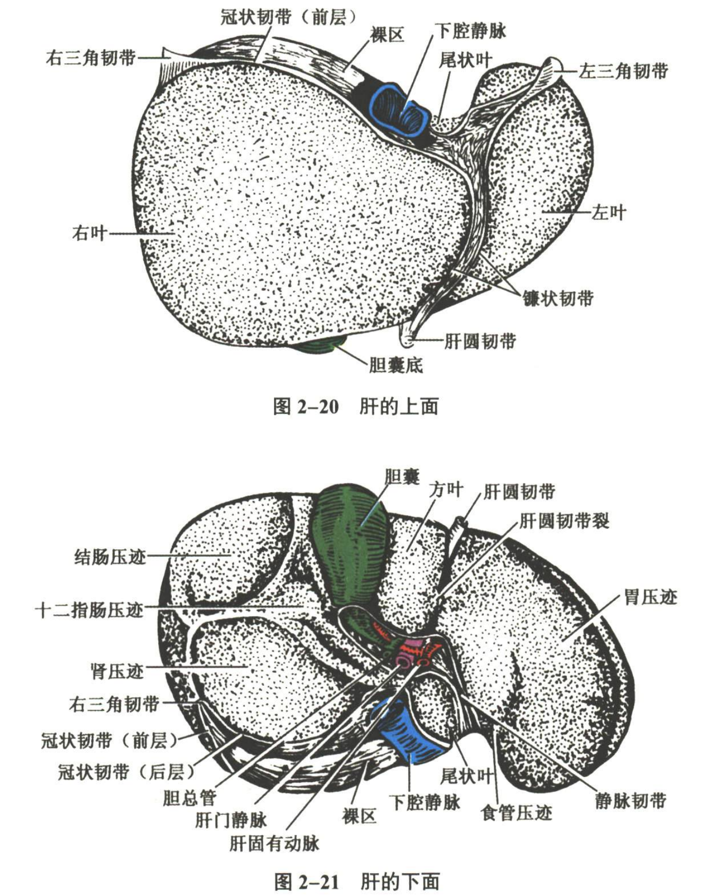消化系统