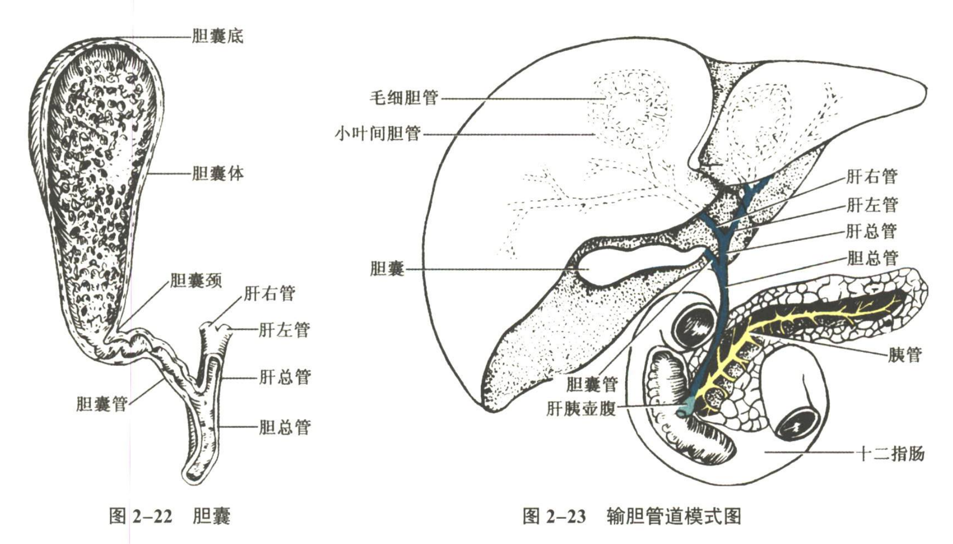 消化系统