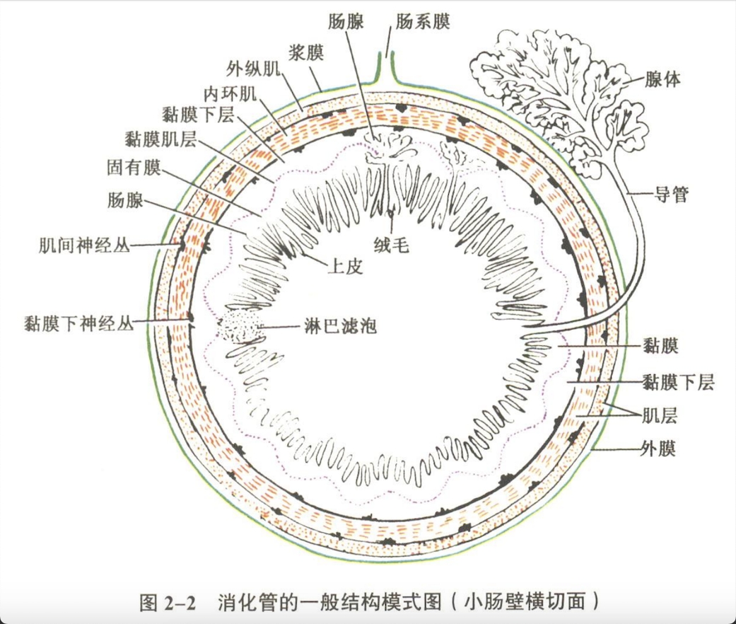 消化系统