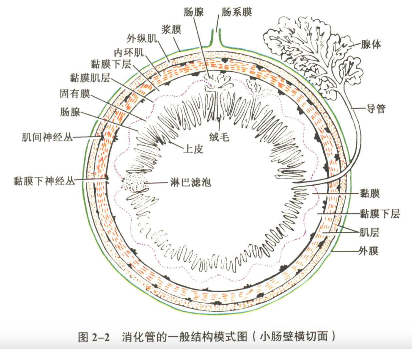 消化系统