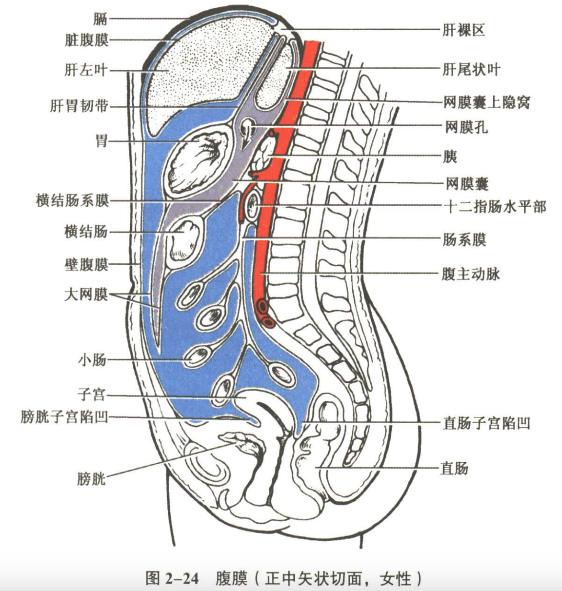 解剖