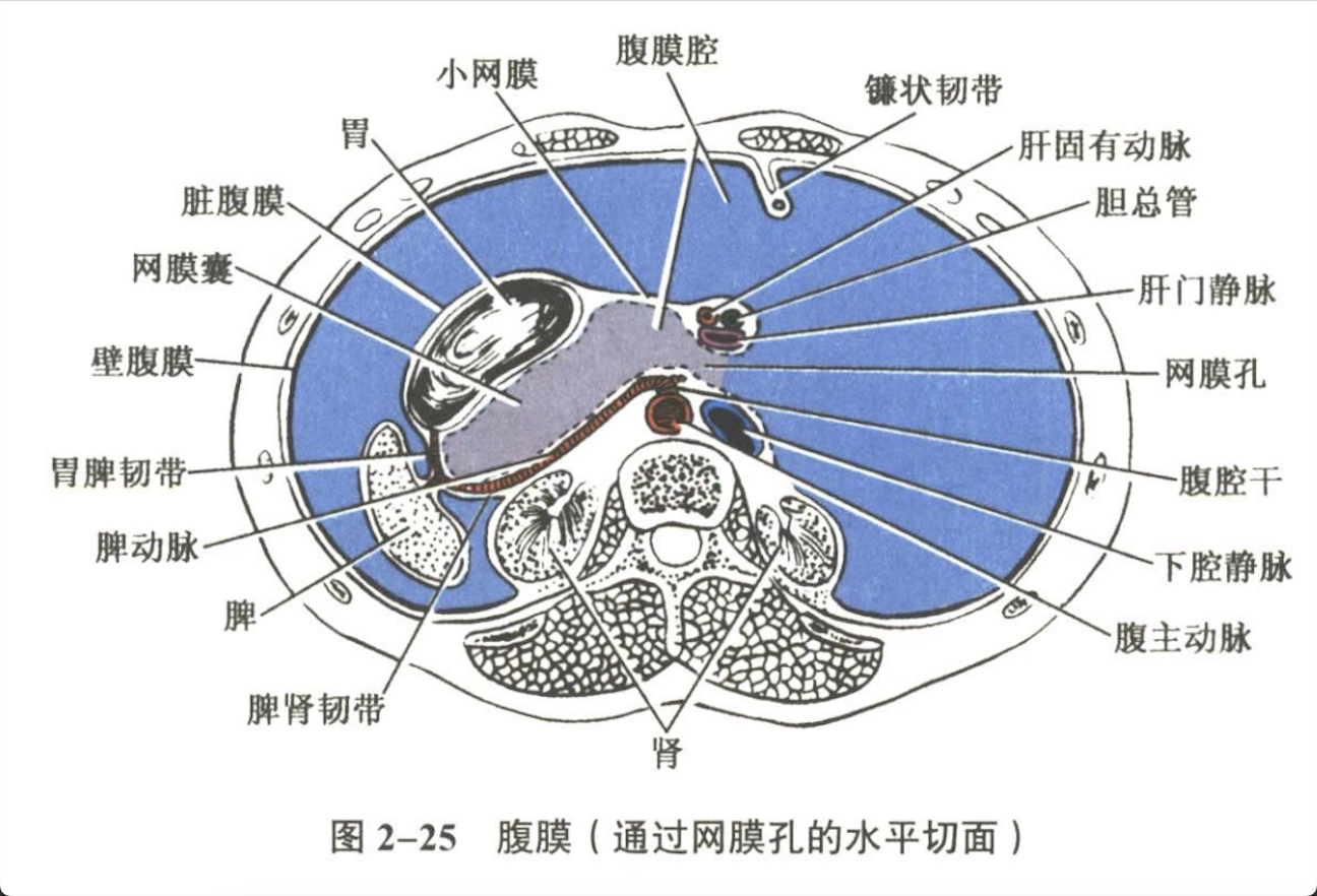 解剖
