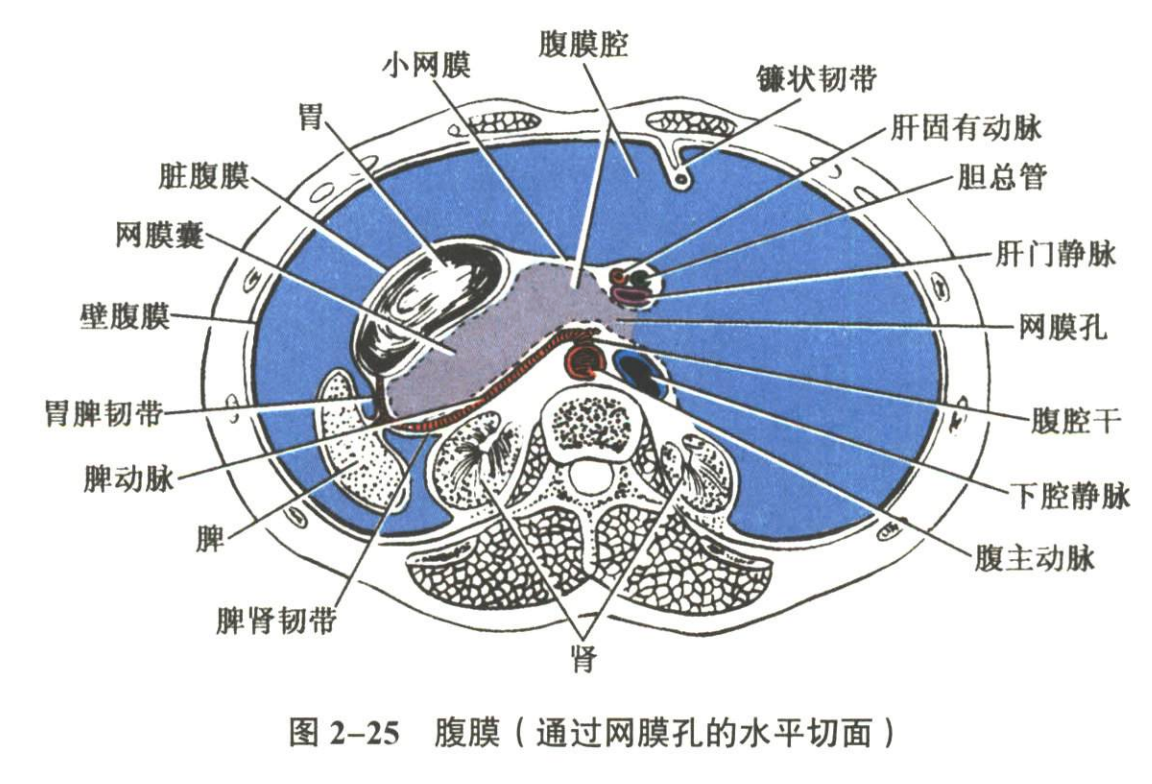 解剖