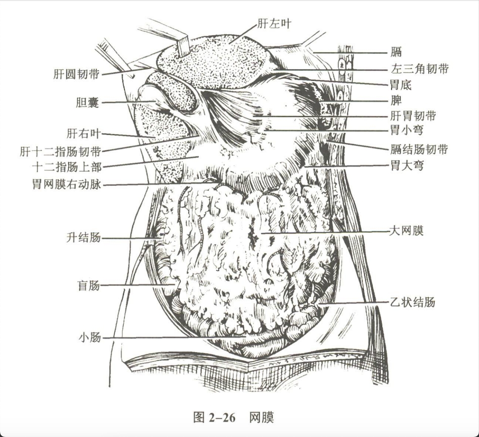 解剖