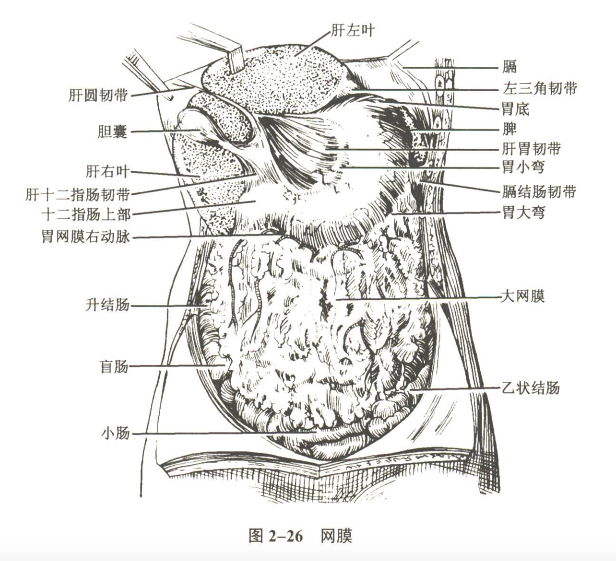 解剖