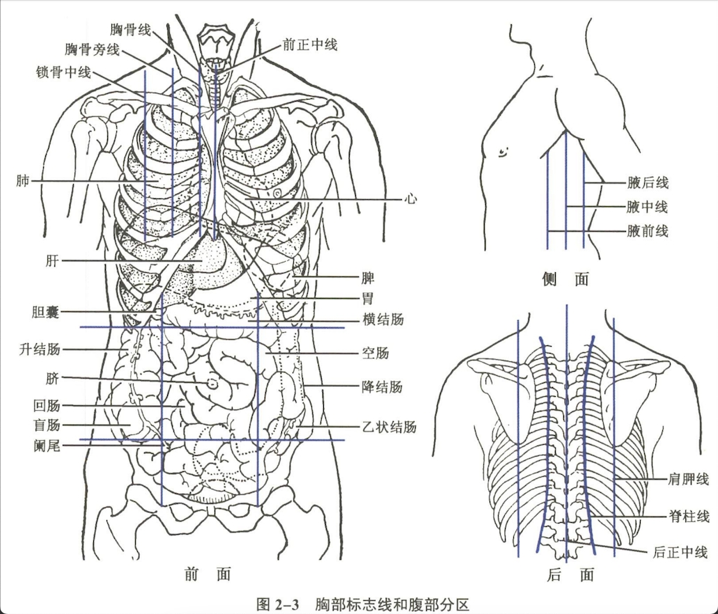 消化系统