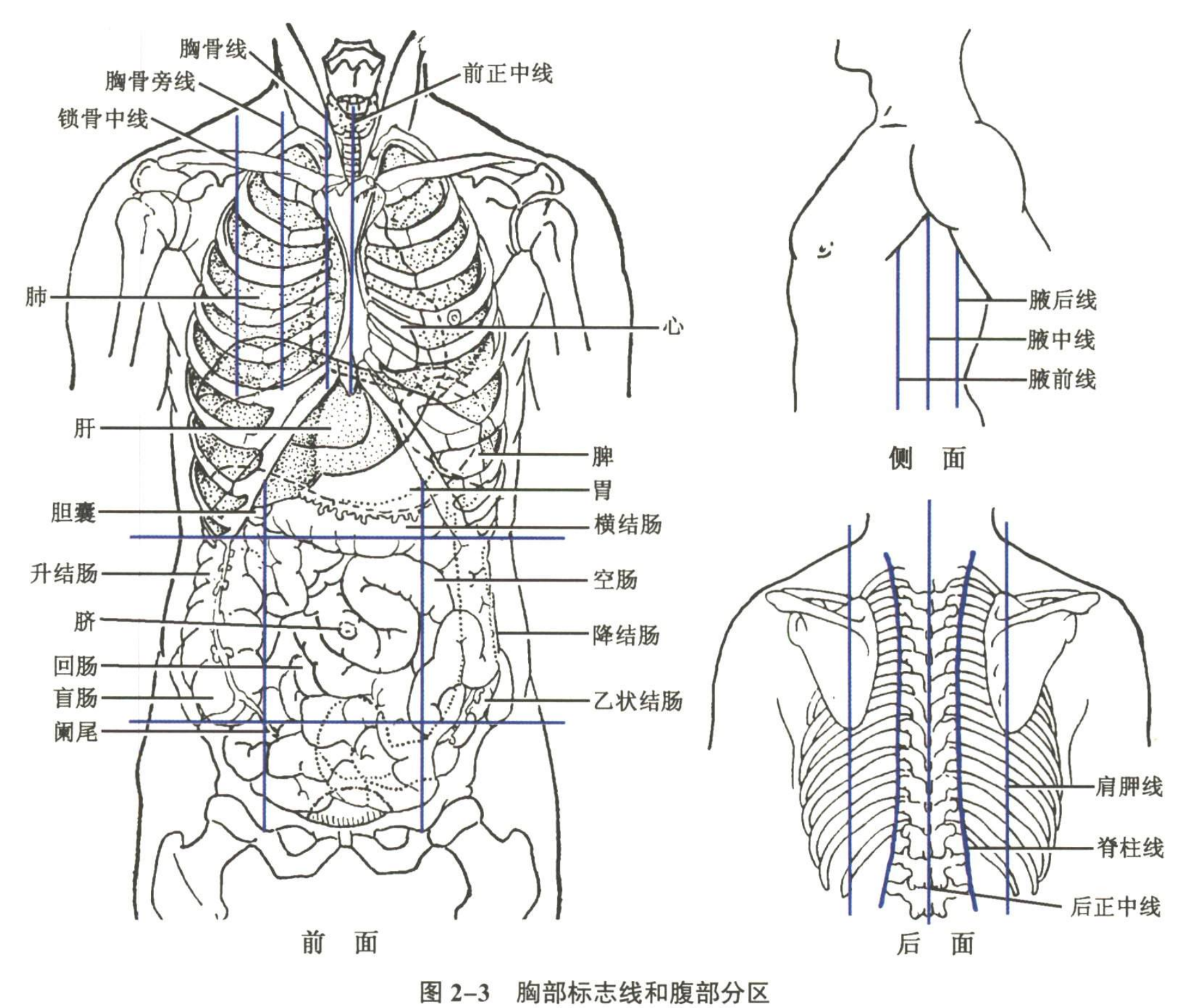 消化系统