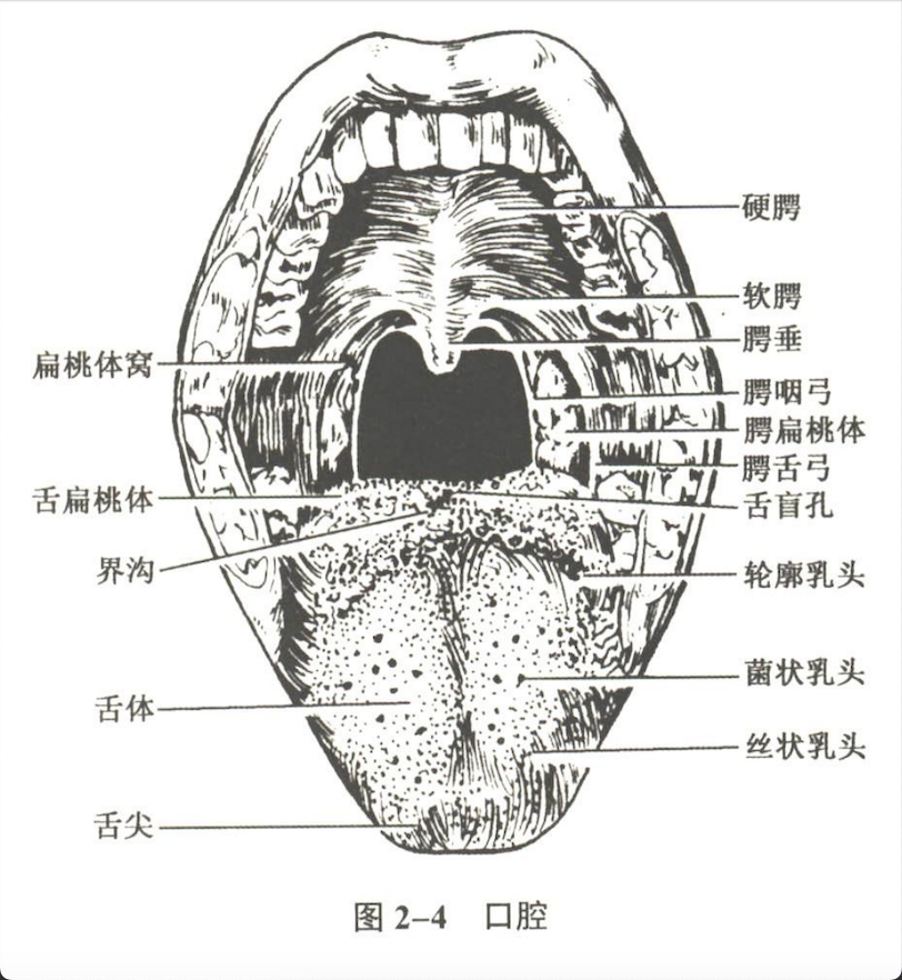 消化系统