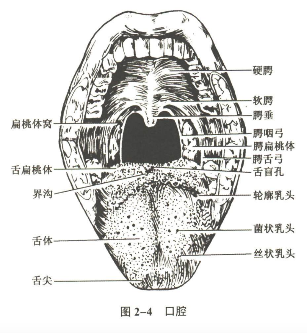 消化系统