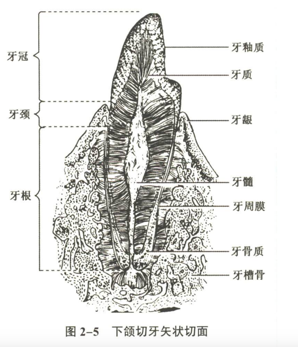 消化系统