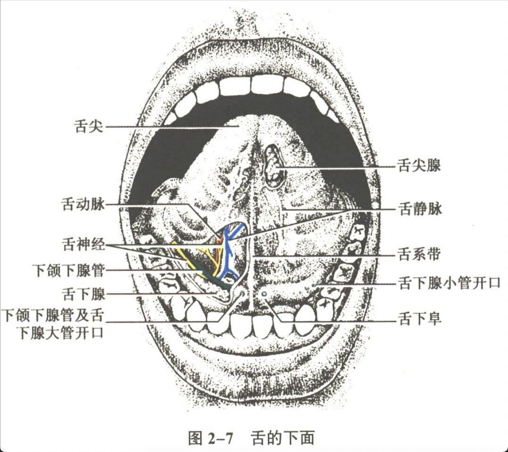 消化系统